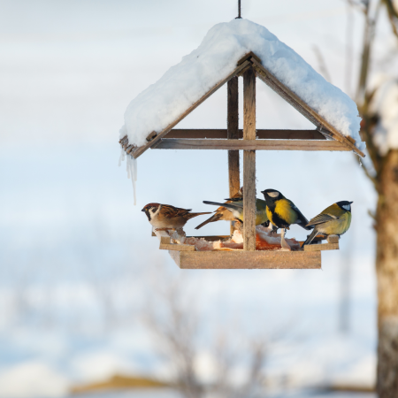 Family Make and Take at Plains Conservation Center: Winter Themed Bird ...